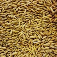 Солод Овсяный - Oat Malt 10 EBC (Курский солод)