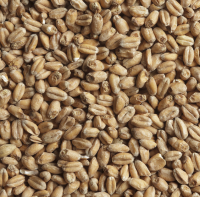 Солод пшеничный BEST Heidelberg Wheat Malt 2.5-3.5 ЕВС, BestMalz (Германия)