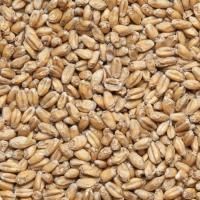Солод пшеничный Wheat Malt 4-6 EBC, Viking Malt (Финляндия)