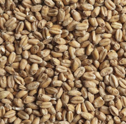 BEST_Wheat_Malt_500x493.jpg