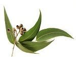 Evkalipt.jpg Evkalipt.jpg