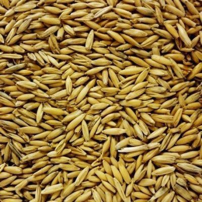 Солод Овсяный - Oat Malt 10 EBC (Курский солод) Солод Овсяный - Oat Malt 10 EBC (Курский солод)