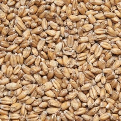 Солод пшеничный Wheat Malt 4-6 EBC, Viking Malt (Финляндия) Солод пшеничный Wheat Malt 4-6 EBC, Viking Malt (Финляндия)