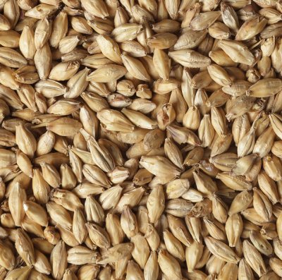 Солод ячменный BEST Pilsen Malt 3-4 EBC, BestMalz (Германия) Солод ячменный BEST Pilsen Malt 3-4 EBC, BestMalz (Германия)