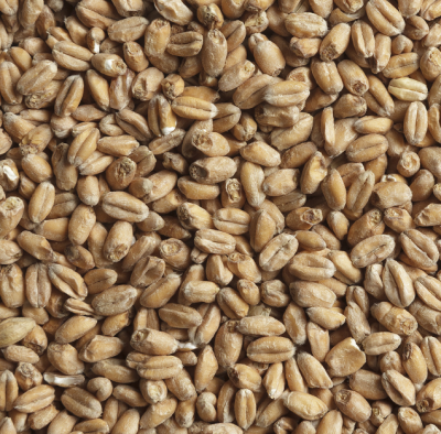Солод пшеничный BEST Heidelberg Wheat Malt 2.5-3.5 ЕВС, BestMalz (Германия) Солод пшеничный BEST Heidelberg Wheat Malt 2.5-3.5 ЕВС, BestMalz (Германия)